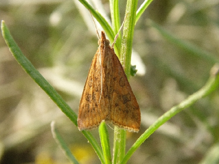 Loxostege sticticalis?
